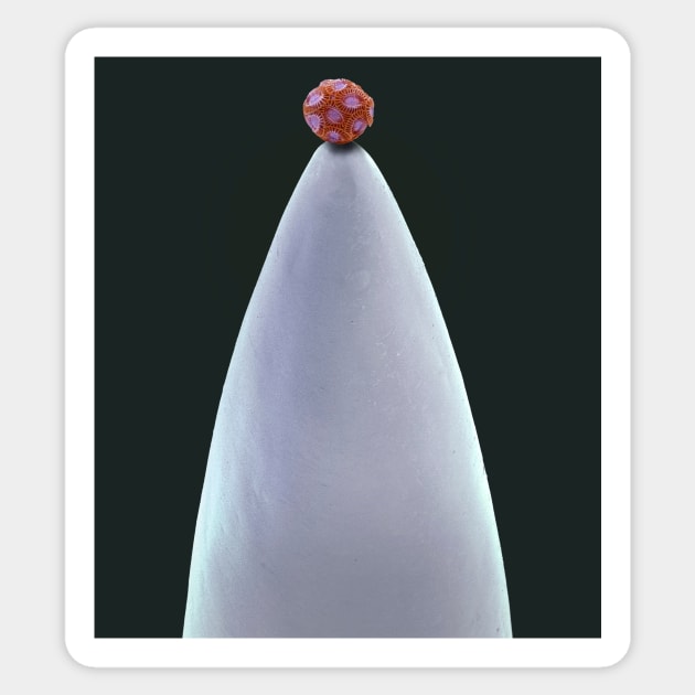 Coccolithophore on needle tip, SEM (C030/9018) Sticker by SciencePhoto